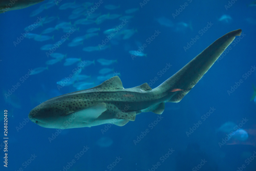 Zebra shark (Stegostoma fasciatum). Zebra shark (Stegostoma fasciatum).