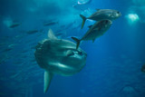 Ocean sunfish (Mola mola)