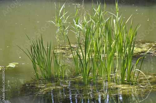 Gras im Teich