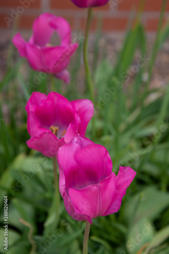 Spring pink tulips in the garden, tulips isolated.