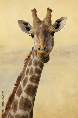 Angolan giraffe  Giraffa camelopardalis angolensis 