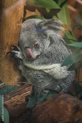 Fototapeta Naklejka Na Ścianę i Meble -  Queensland koala (Phascolarctos cinereus adustus).