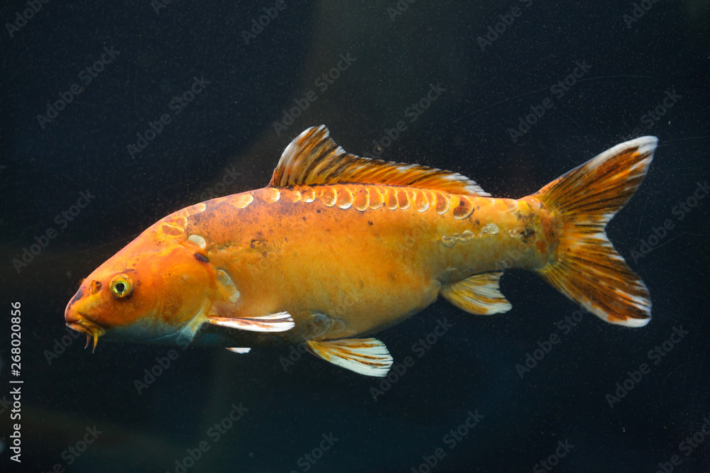 Koi carp (Cyprinus rubrofuscus)