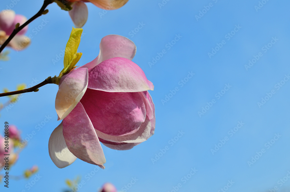 Fototapeta premium Bright Magnolia flower blooming against the blue sky.