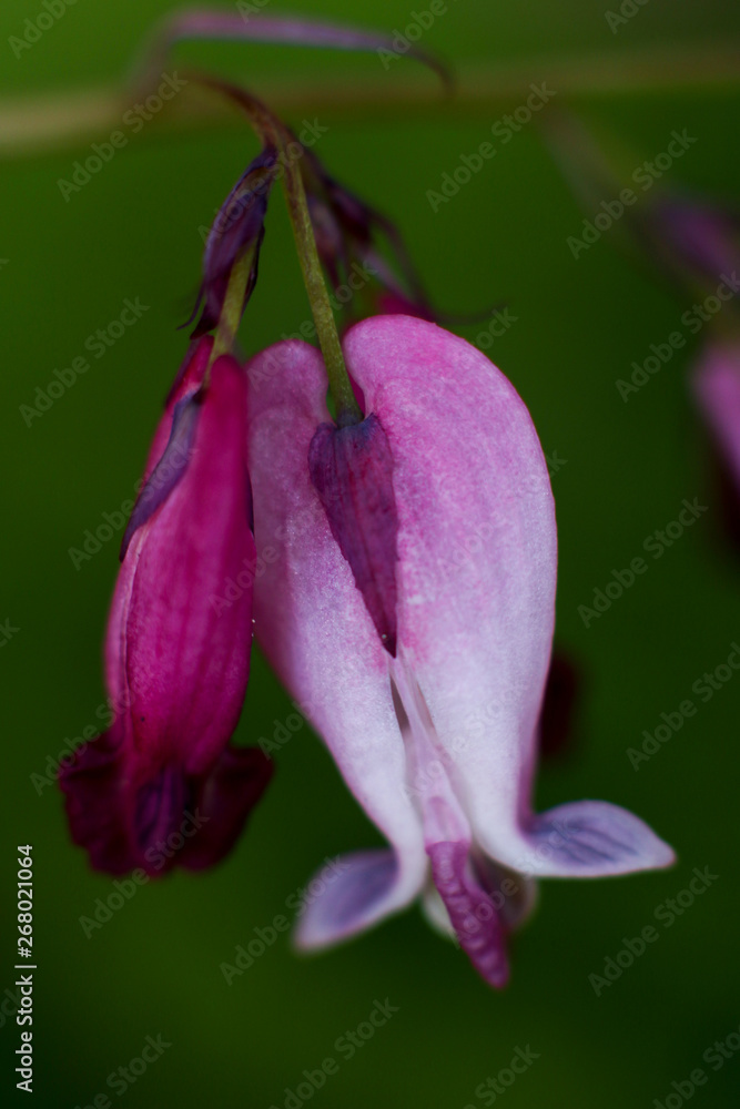 pink dicentra formosa in the garden, king of hearts on green background pink dicentra formosa in the garden, king of hearts on green background