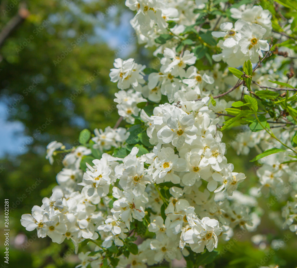 Lush branch covered with white flowers. Spring flowering trees in the garden. Can be used to create postcards. Lush branch covered with white flowers. Spring flowering trees in the garden. Can be used to create postcards.