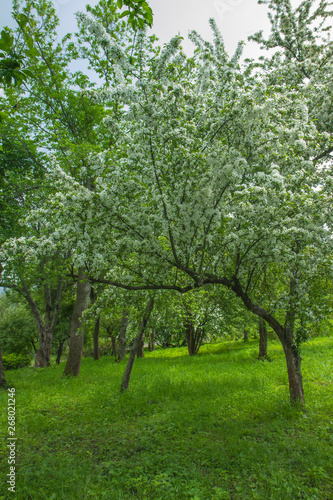Blossom apple-tree on the garden. White fruit tree covered flowers. Beautiful white spring blossoms.