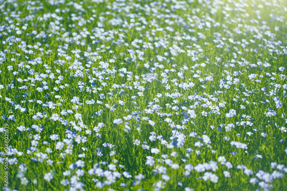 A field with  blooming flax flowers (Linum perenne). Beautiful nature summer background