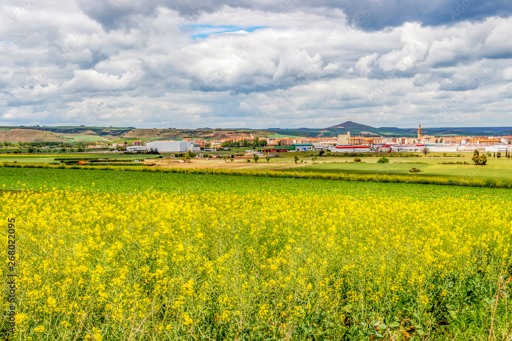 Scenic agricultural landscape on the Way of St. James, Camino de Santiago in La Rioja, Spain, Santo Domingo de la Calzada in the distance