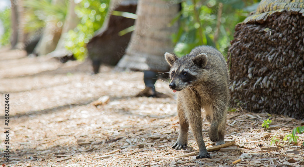 Naklejka premium Raccoon's Tongue