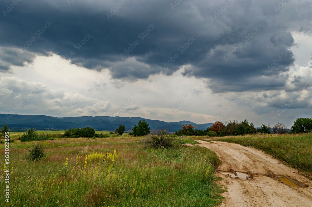 Fototapeta premium Springtime new tree in the fresh glade with different grass blossom wildflower and road, Plana mountain, Bulgaria