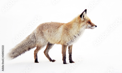 Fotografie Image of a wild fox in winter natural habitat