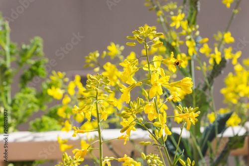 Fototapeta Naklejka Na Ścianę i Meble -  Bees gathering nectar and pollen on the yellow flowers of blossoming Tuscan Kale, pollinator-friendly plant growing in a pot on a balcony as a part of a family urban gardening project on a spring day