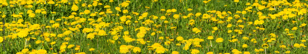 Panorama of yellow dandelions on a background of bright green grass. Panorama of yellow dandelions on a background of bright green grass.