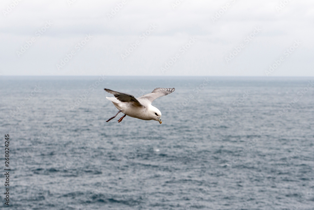 Fototapeta premium fulmar, northern fulmar, seabird, full body