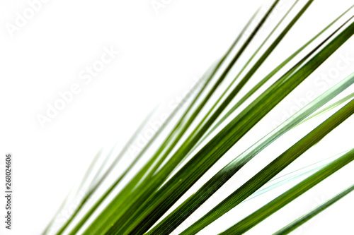 Close up of green leaves of palm tree isolated on white background