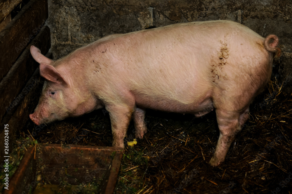 pig in the mud pig in the mud