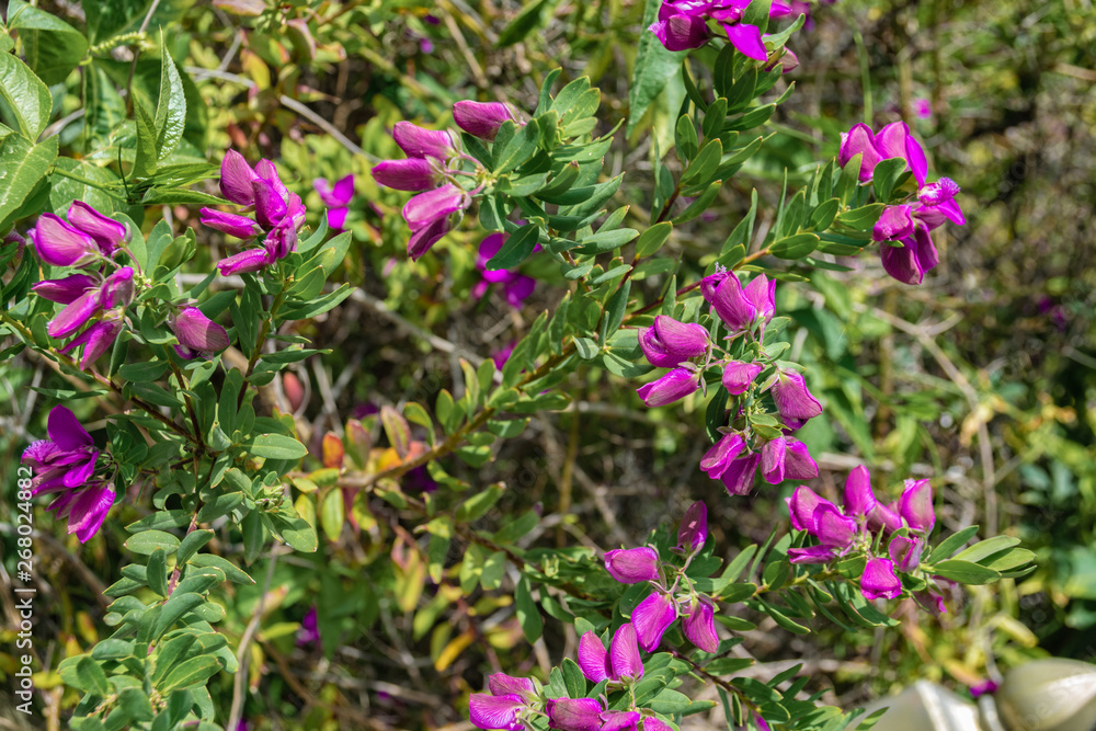 beautiful blooming violet wildflowers on a sunny day beautiful blooming violet wildflowers on a sunny day