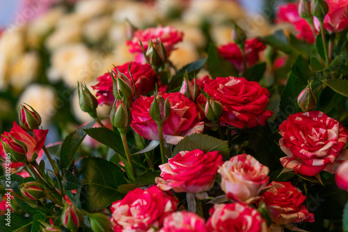 red roses in the garden