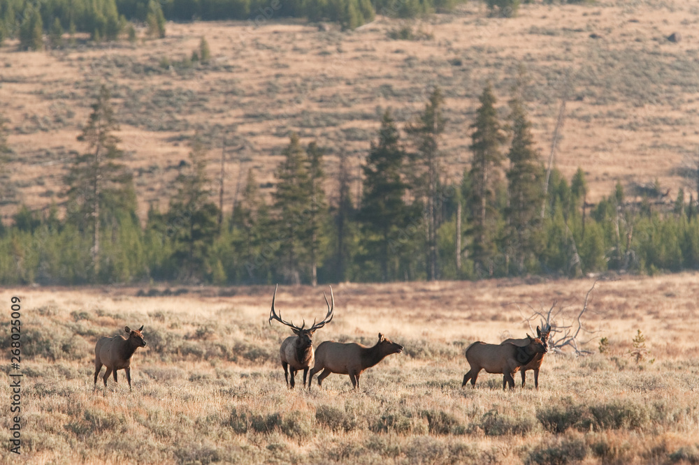 elk, wapiti, cervus canadensis, Yellowstone national park elk, wapiti, cervus canadensis, Yellowstone national park