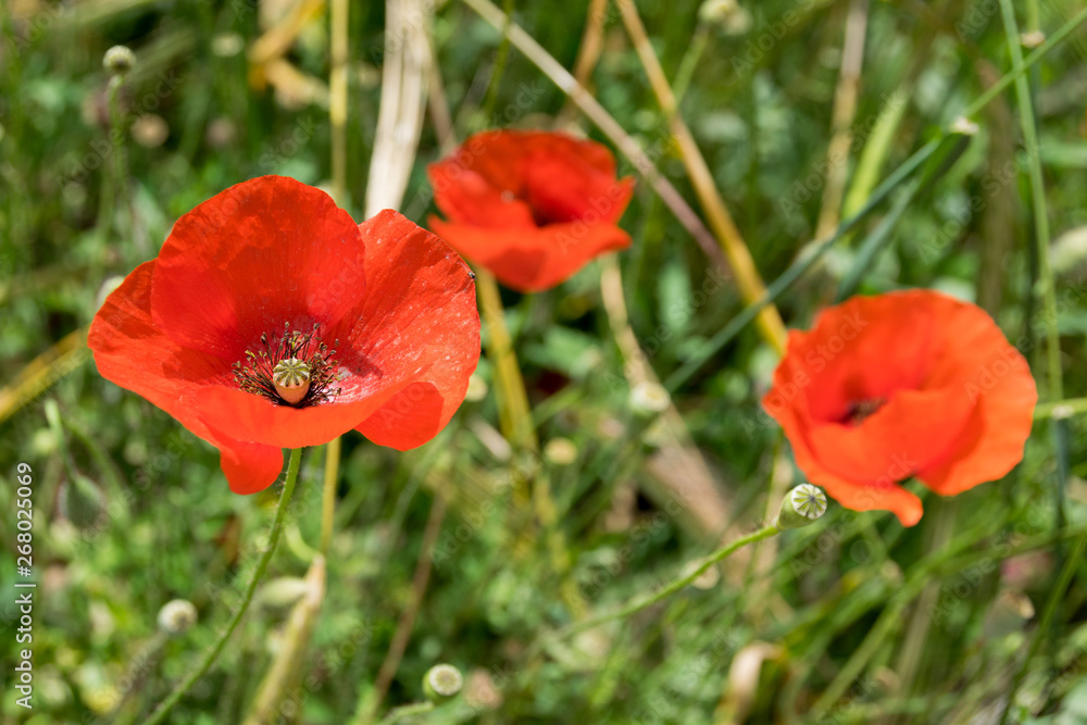 blooming red poppies in a field on a clear day