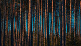 Pine Trees trunks in forest Nature Park woodland outdoor background