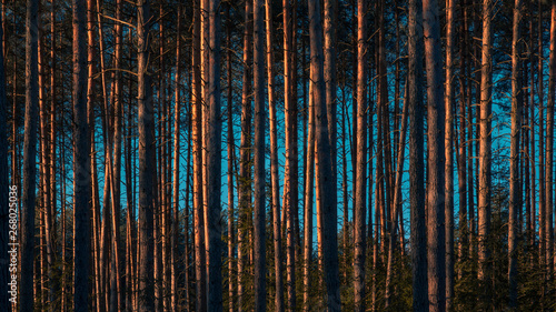 Pine Trees trunks in forest Nature Park woodland outdoor background