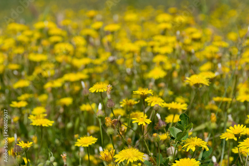 a lot of yellow dandelions in the spring field