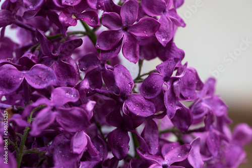 Closeup of purple flower of lilac in the spring in a beautiful natural light with droplets after rain