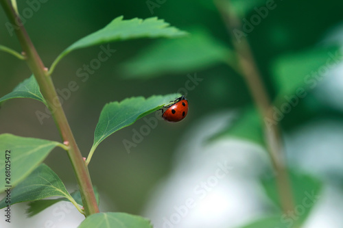 Ladybug on green leaf and green background © Kate Pasechnik