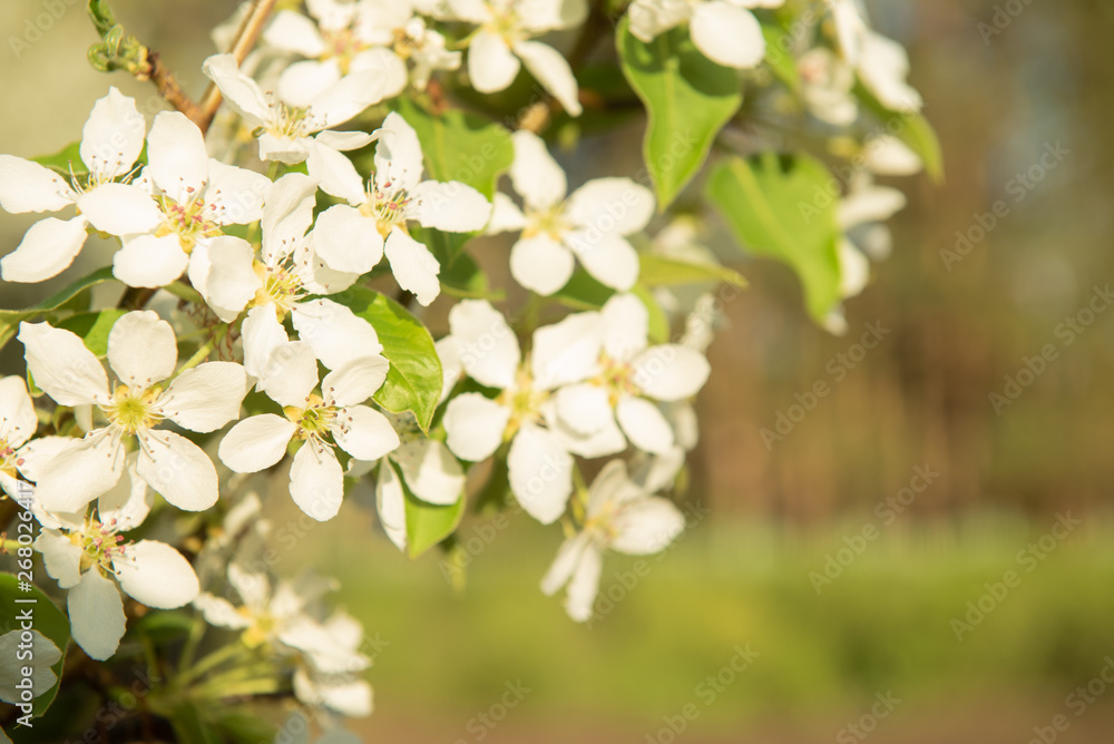 blooming apple tree with white petals with blurred background blooming apple tree with white petals with blurred background