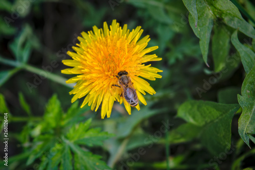 A bee collects nectar from a bright yellow dandelion flower.