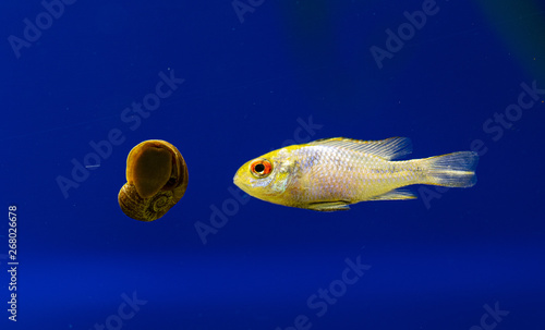 Snail meets fish