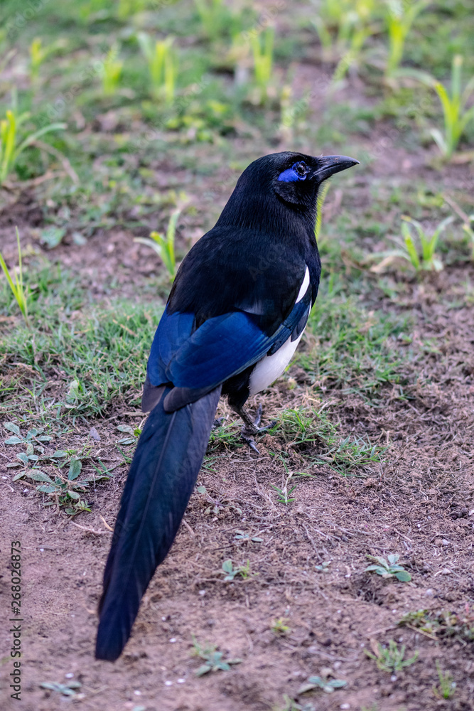 Fototapeta premium Plumage of Maghreb magpie (Pica mauritanica) in Agadir, Morocco