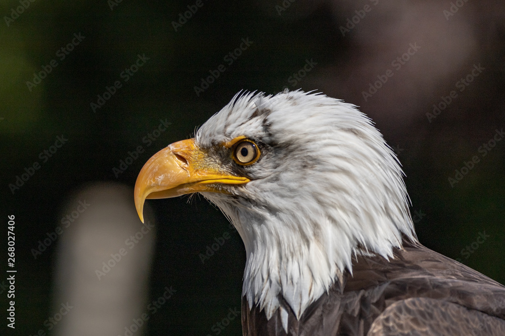 Close up portrait of an American bald eagle Close up portrait of an American bald eagle