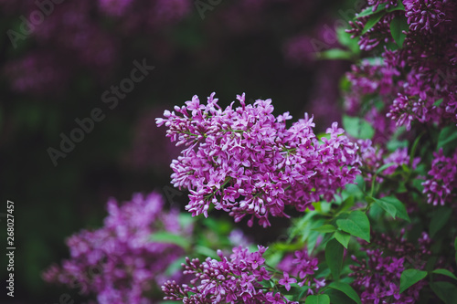 Blossoming purple lilacs in the spring. Selective soft focus  shallow depth of field. Blurred image  spring background.