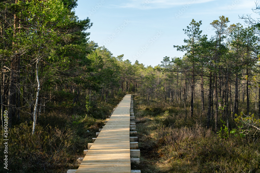 Obraz premium Mūša Telmological Reserve wooden footpath trail - longest trail in Lithuania