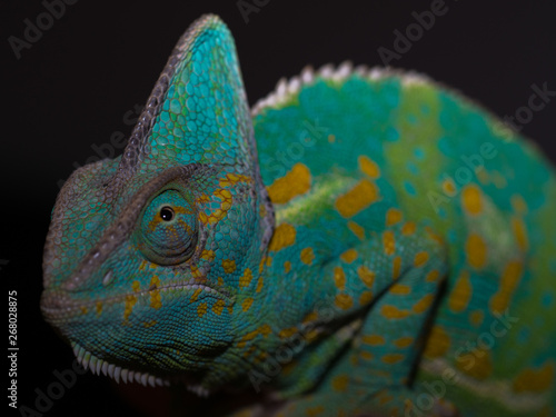 beautiful green and blue female chameleon posing for the camera