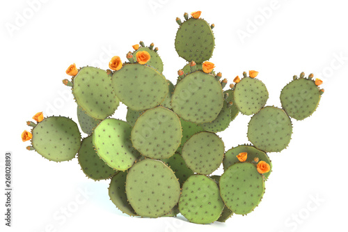 3d illustration of a prickly pear cactus plant