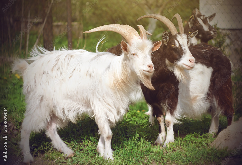 A few he-goats, two speckled and one white are on the green meadow pasture, lit by sunlight. A few he-goats, two speckled and one white are on the green meadow pasture, lit by sunlight.