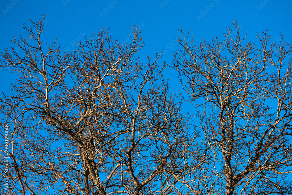 Trees without leaves with blue background Trees without leaves with blue background