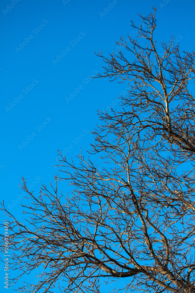 Obraz premium Trees without leaves with blue background