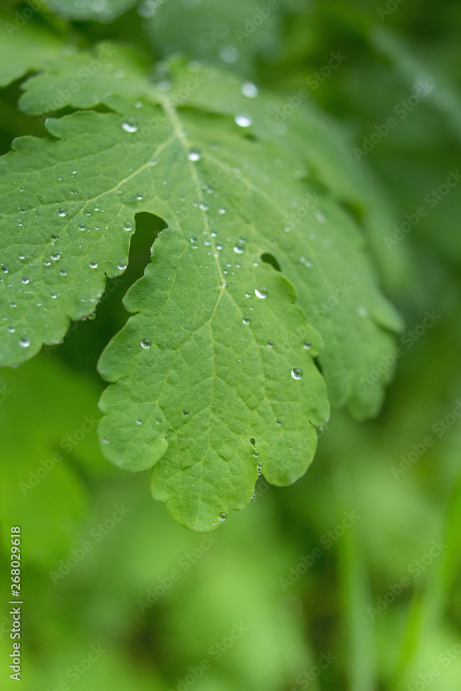 Grass background with water drops with very shallow depth of field Grass background with water drops with very shallow depth of field