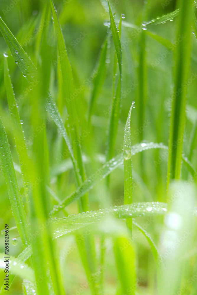 Grass background with water drops with very shallow depth of field Grass background with water drops with very shallow depth of field