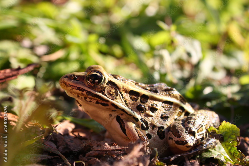 Obraz premium Leopard Frog Profile