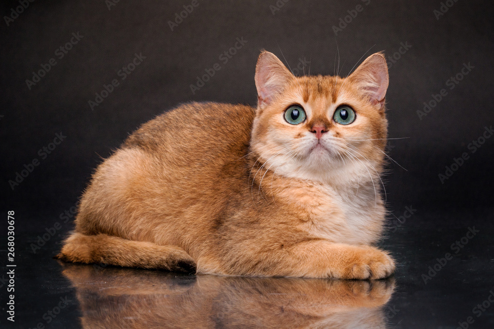 The cat is British gold Chinchilla The cat is British gold Chinchilla