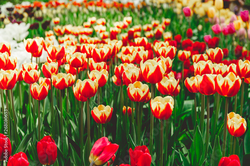 Full frame red and orange tulips spring background. The concept of bloom of nature.