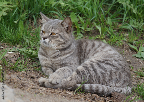 Beautiful gray tabby cat with yellow eyes lying on the ground and green grass. Outdoor scene, close-up view