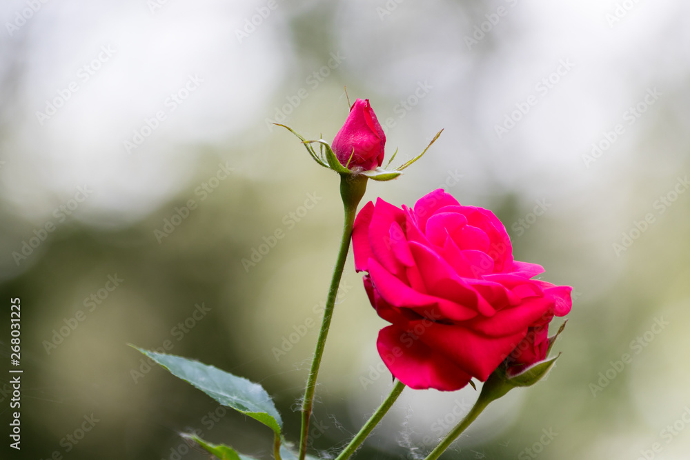 Fototapeta premium Rose mit Knospe