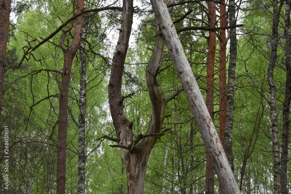 Fototapeta premium tree in forest